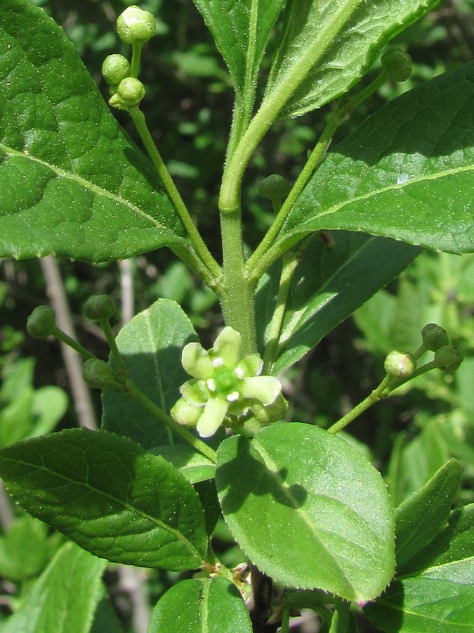 Image of Euonymus czernjaevii specimen.