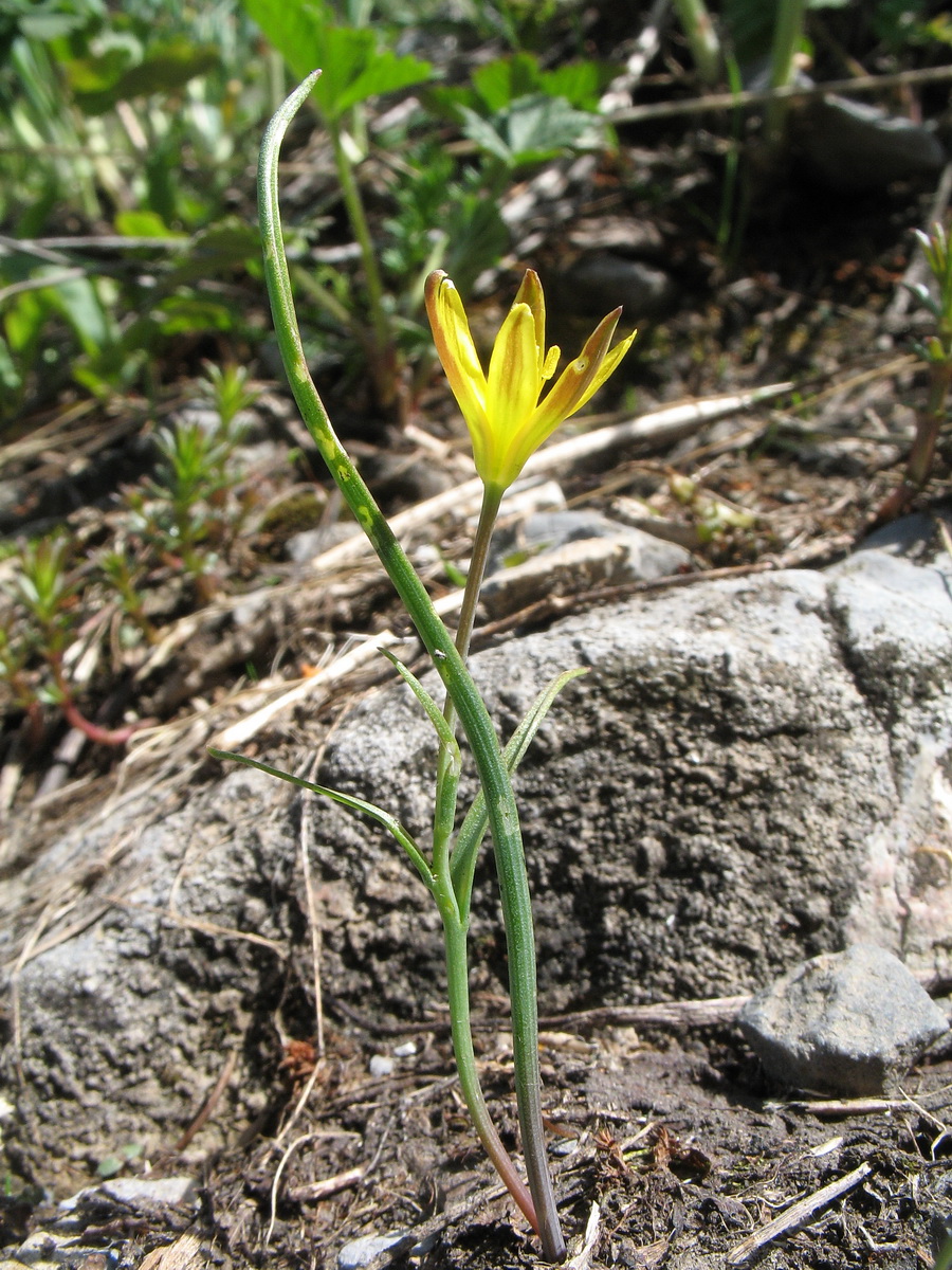 Image of genus Gagea specimen.