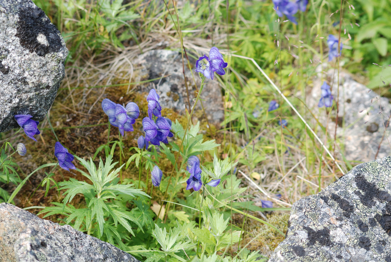 Image of Aconitum delphiniifolium specimen.