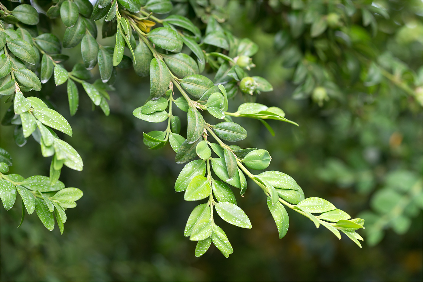 Изображение особи Buxus colchica.