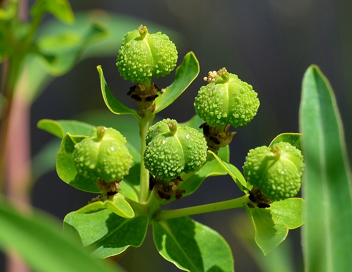 Image of Euphorbia palustris specimen.