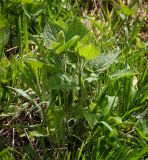 Stachys sylvatica