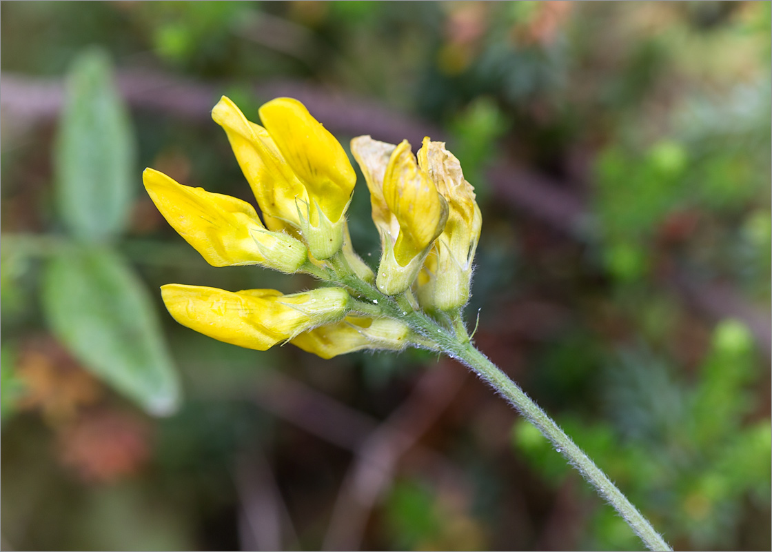 Изображение особи Lathyrus pratensis.