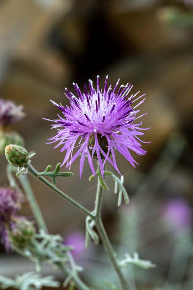 Image of Centaurea gymnocarpa specimen.