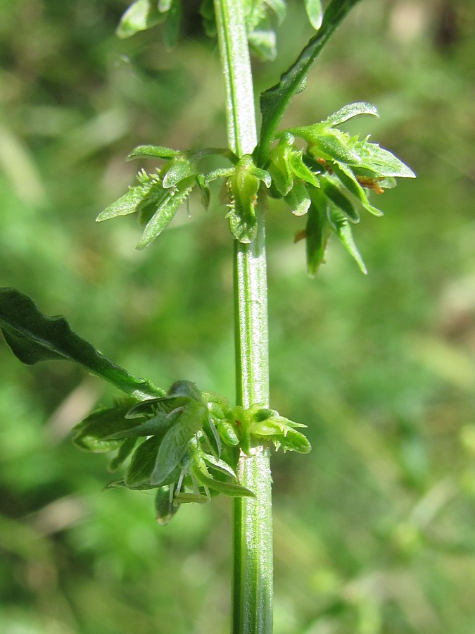 Image of Rumex pulcher specimen.