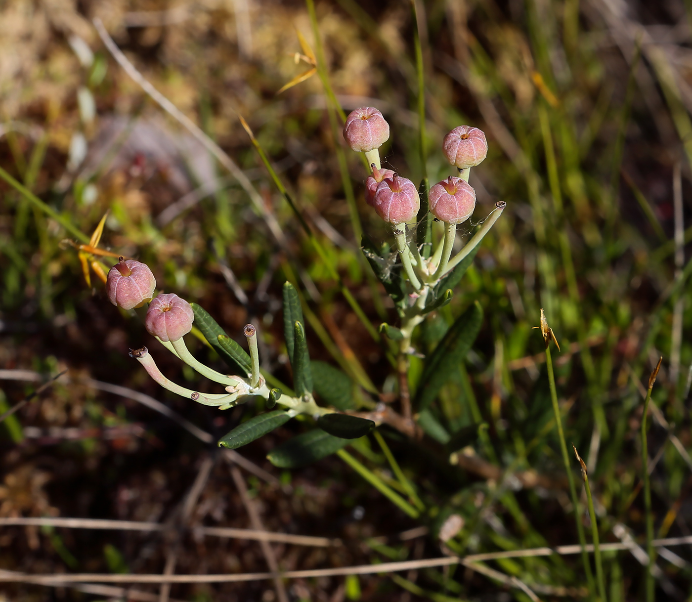 Image of Andromeda polifolia specimen.