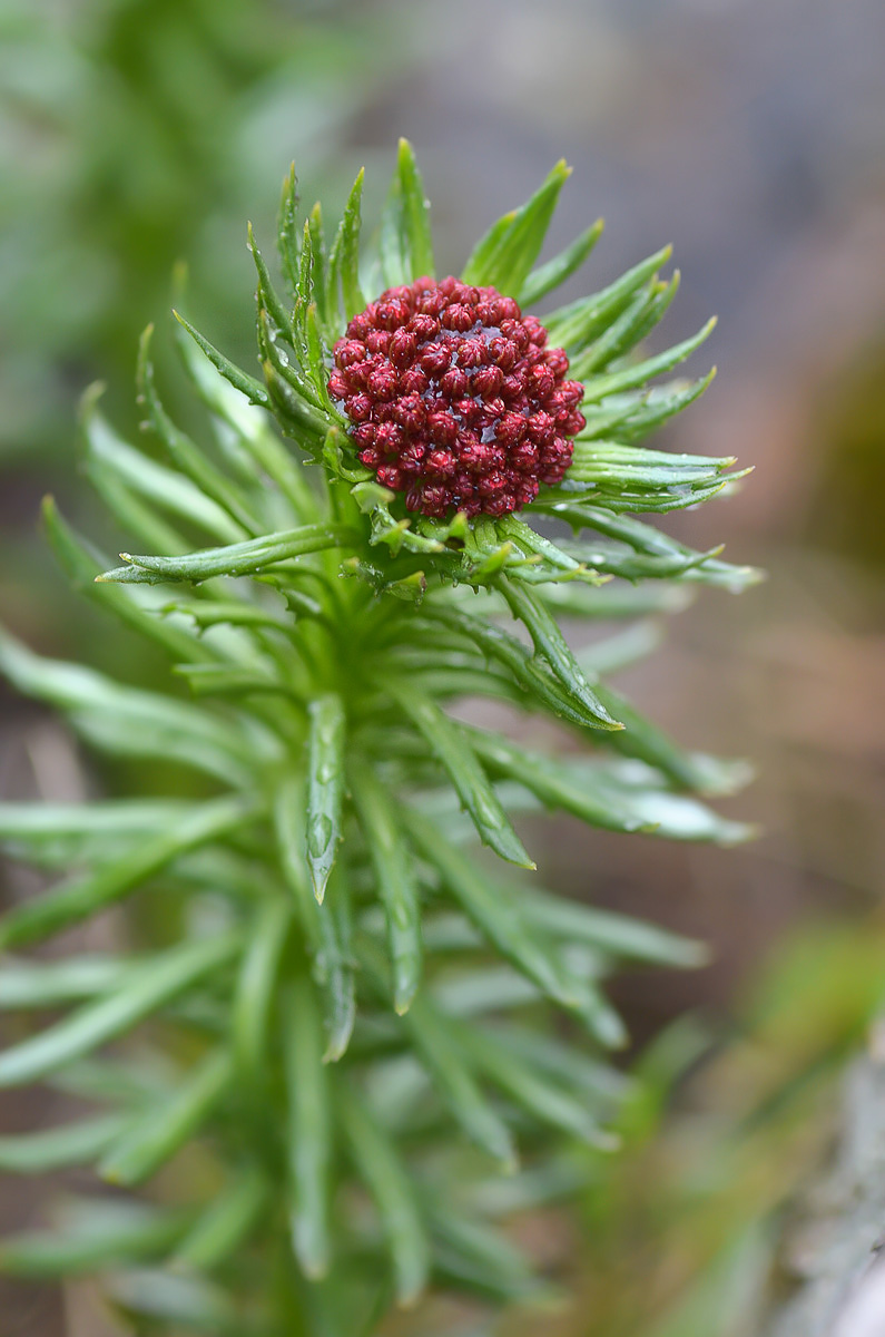 Изображение особи Rhodiola linearifolia.