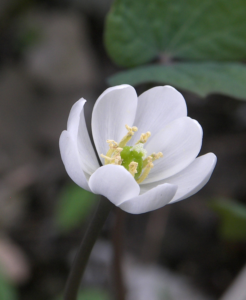 Image of Jeffersonia diphylla specimen.