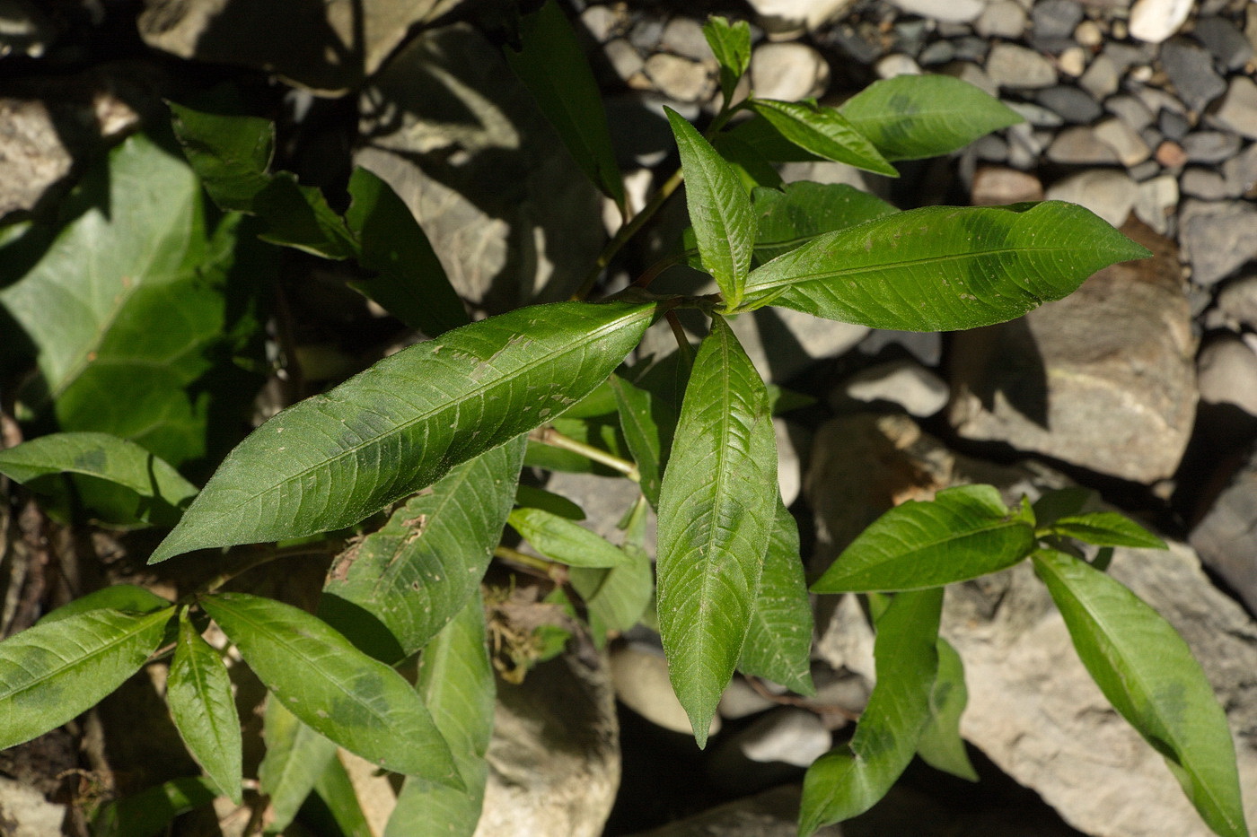 Изображение особи род Persicaria.