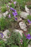 Campanula taurica