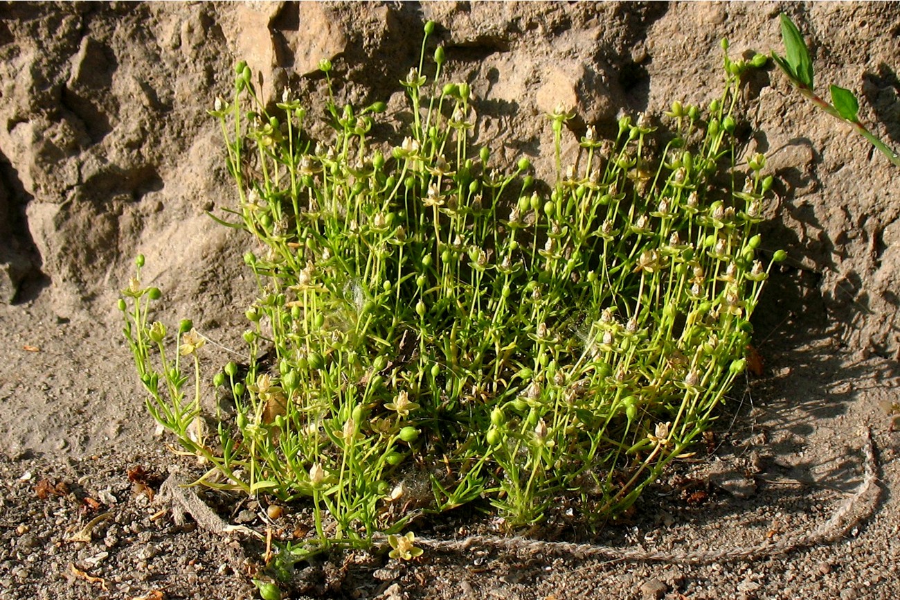 Image of Sagina procumbens specimen.