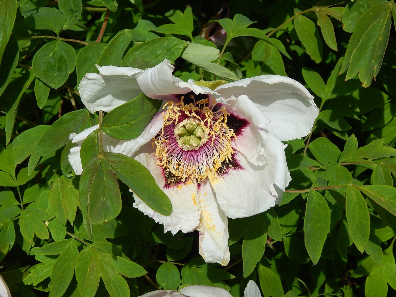 Image of Paeonia suffruticosa specimen.