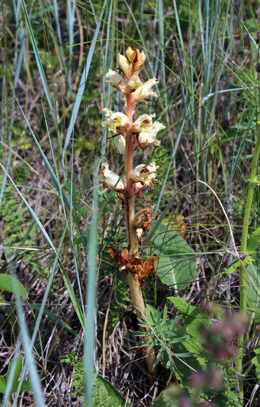 Image of Orobanche alba specimen.