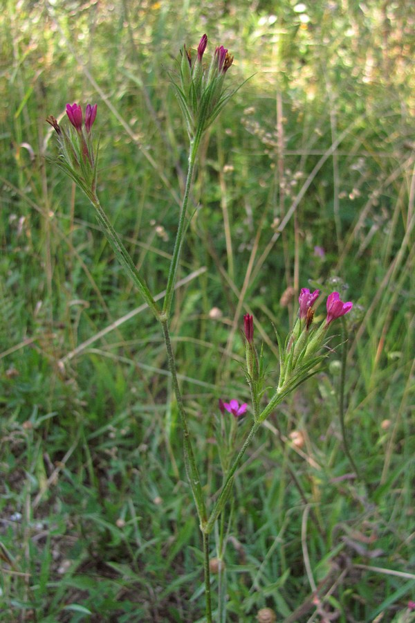 Изображение особи Dianthus armeria.