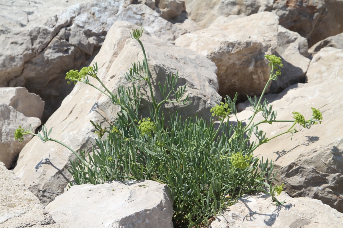 Изображение особи Crithmum maritimum.