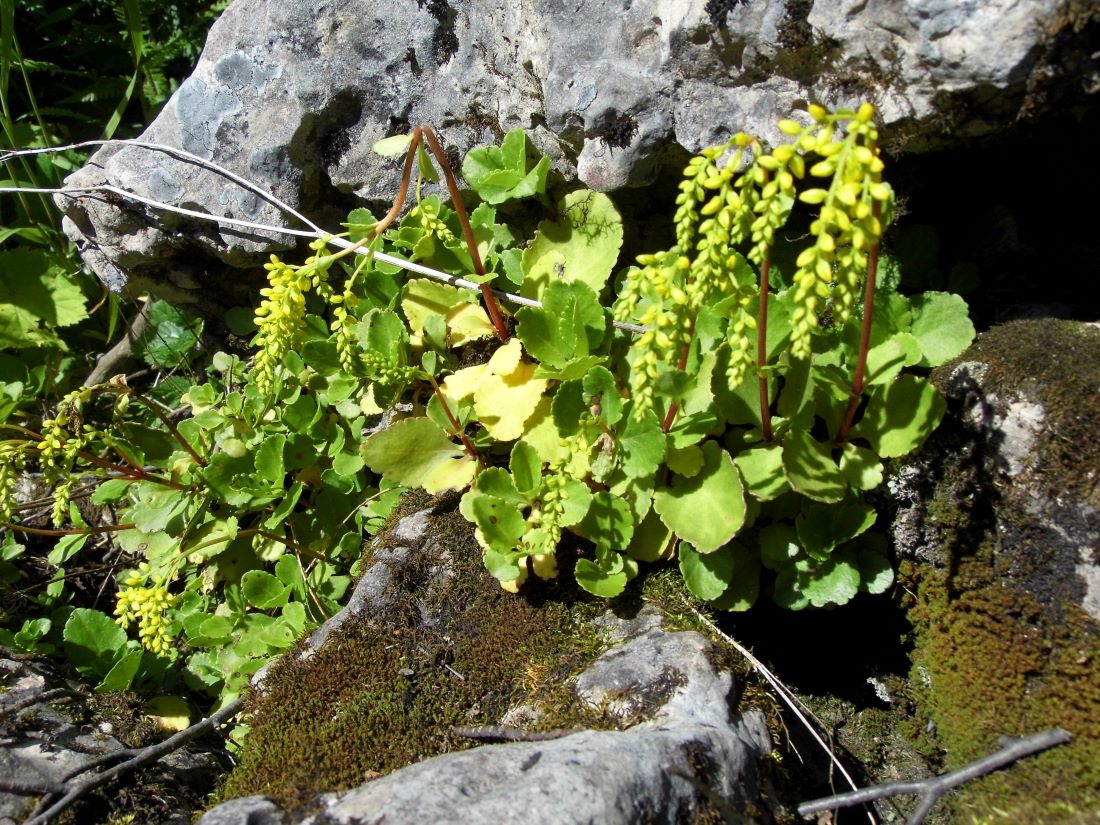 Изображение особи Chiastophyllum oppositifolium.