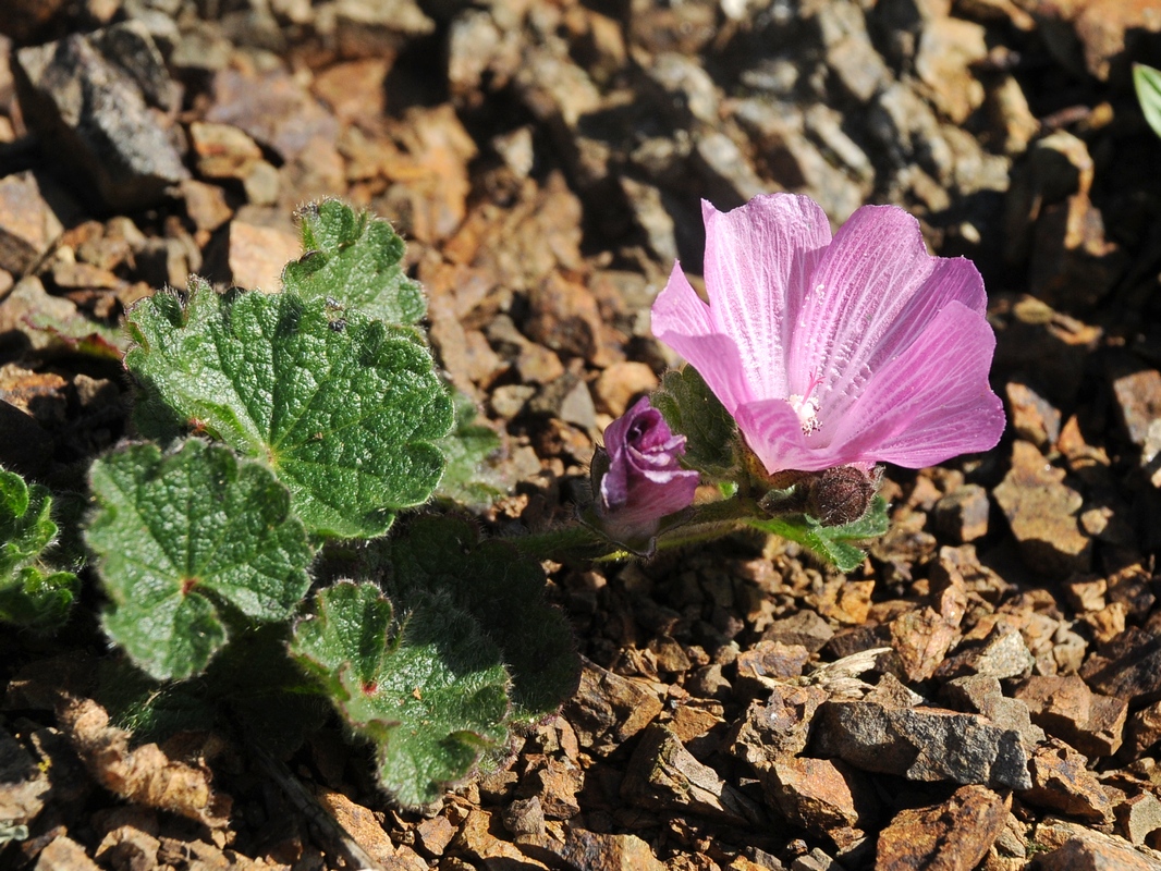 Изображение особи Sidalcea malviflora.