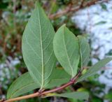 Lonicera altaica