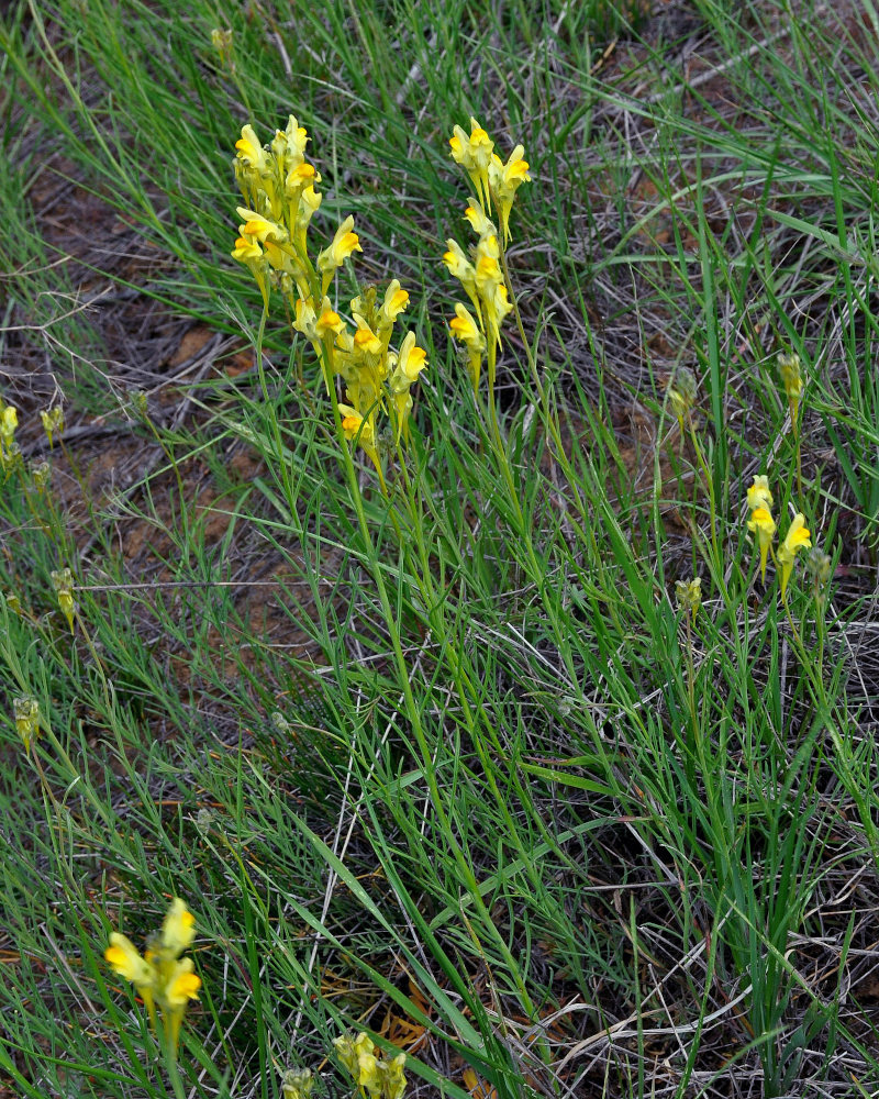 Image of Linaria vulgaris specimen.