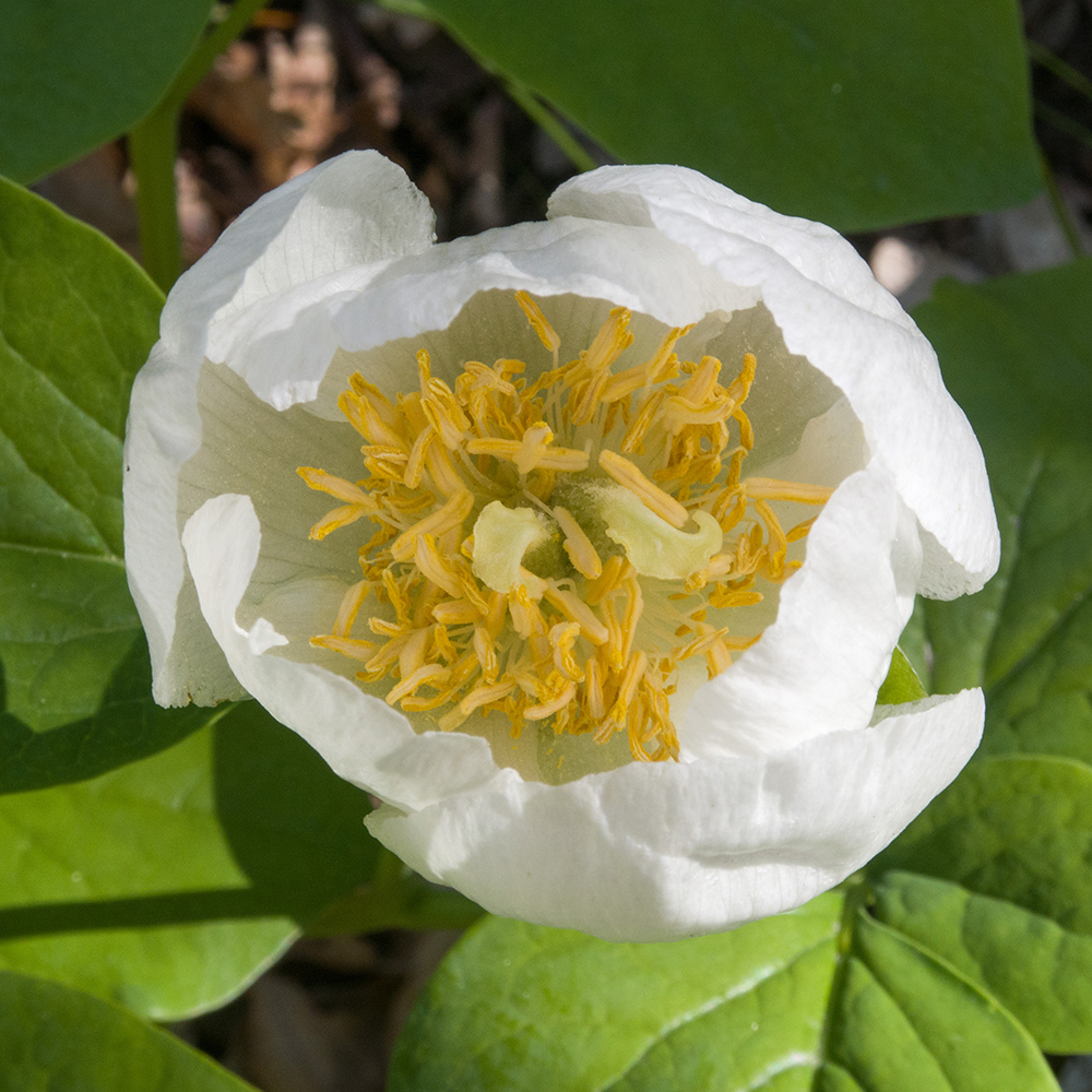 Image of Paeonia caucasica specimen.