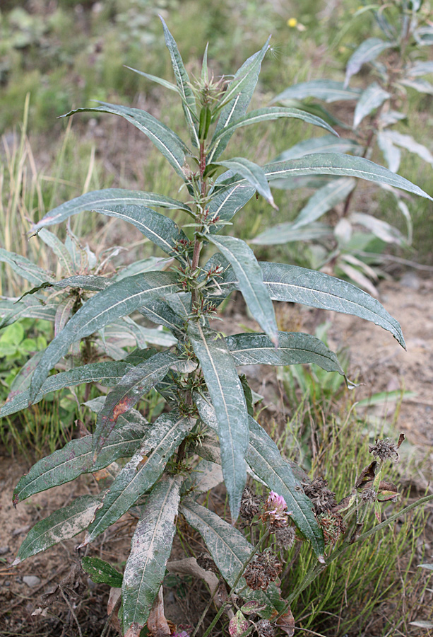 Image of Chamaenerion angustifolium specimen.