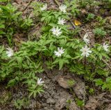 Anemone altaica