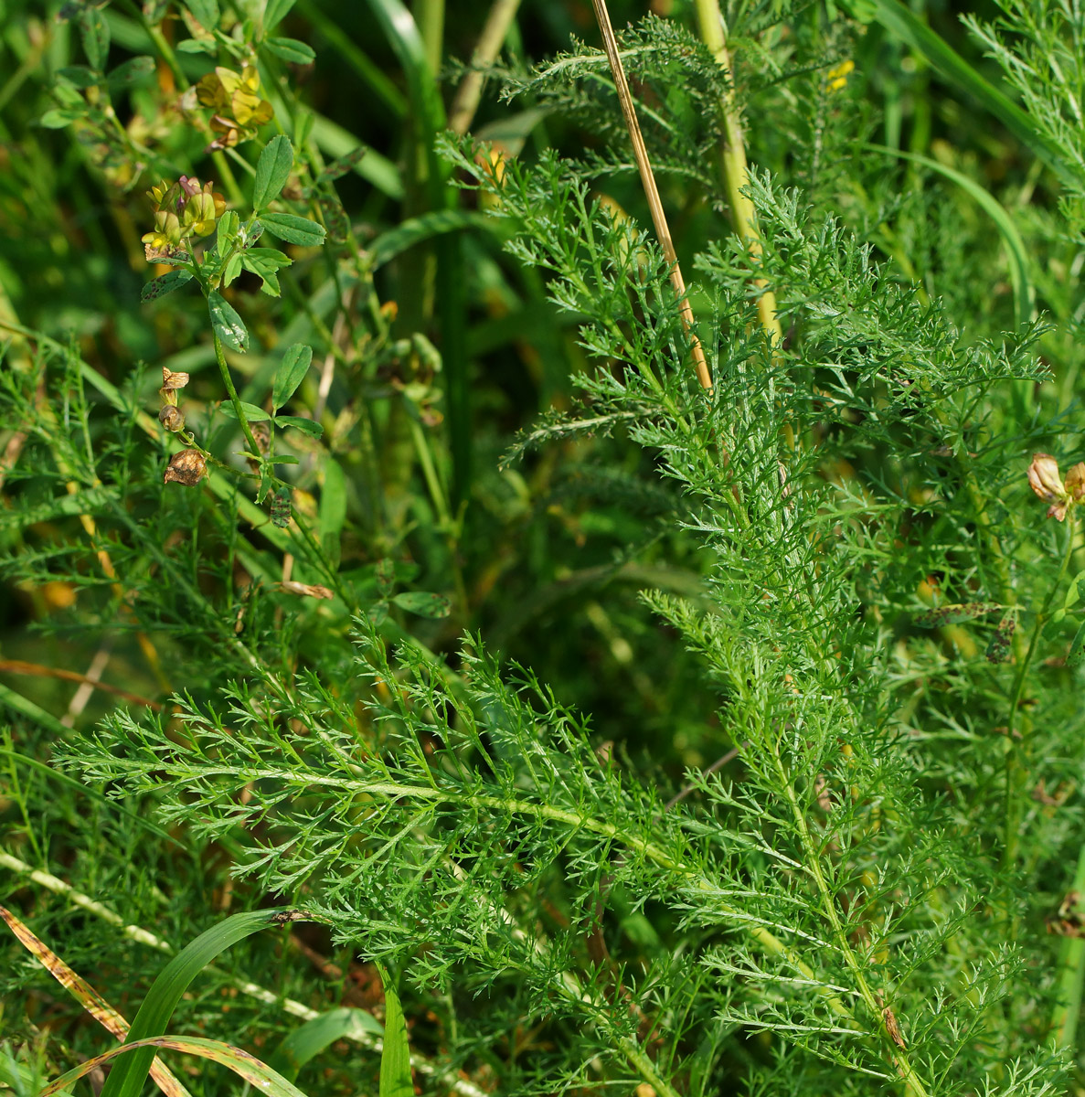 Изображение особи Achillea millefolium.