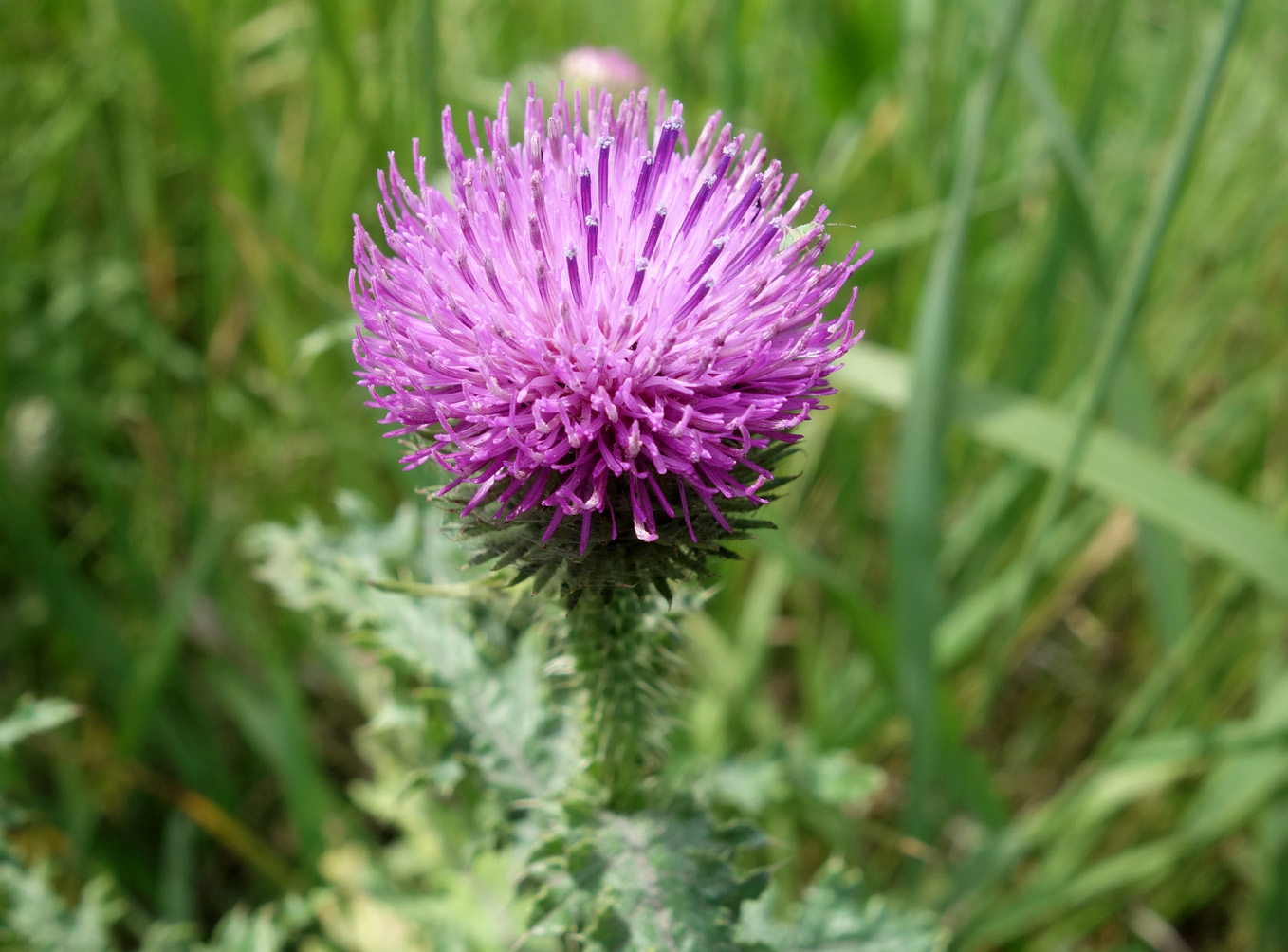 Image of genus Carduus specimen.