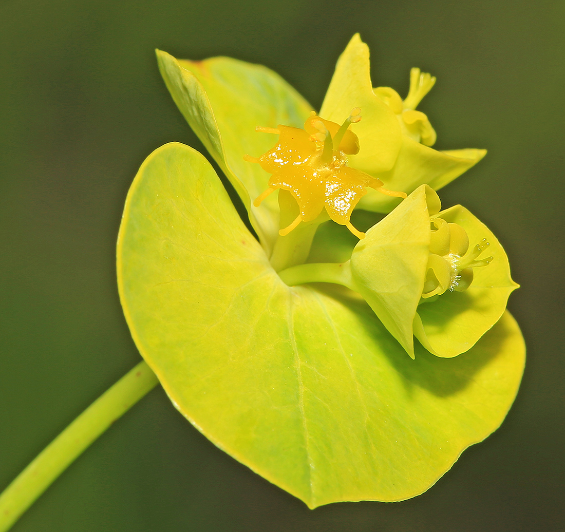 Image of Euphorbia lucida specimen.