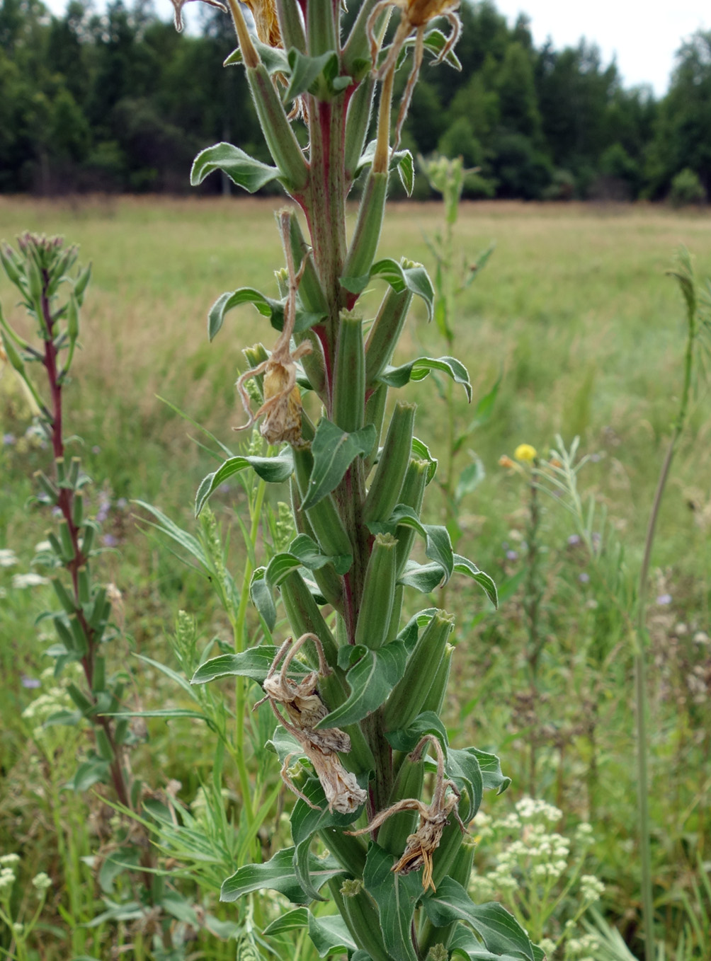 Image of genus Oenothera specimen.