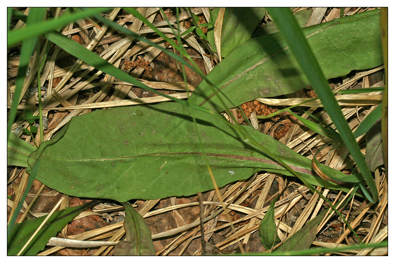 Image of Crepis praemorsa specimen.