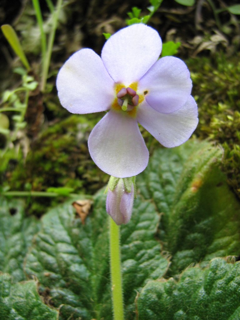 Image of Ramonda serbica specimen.