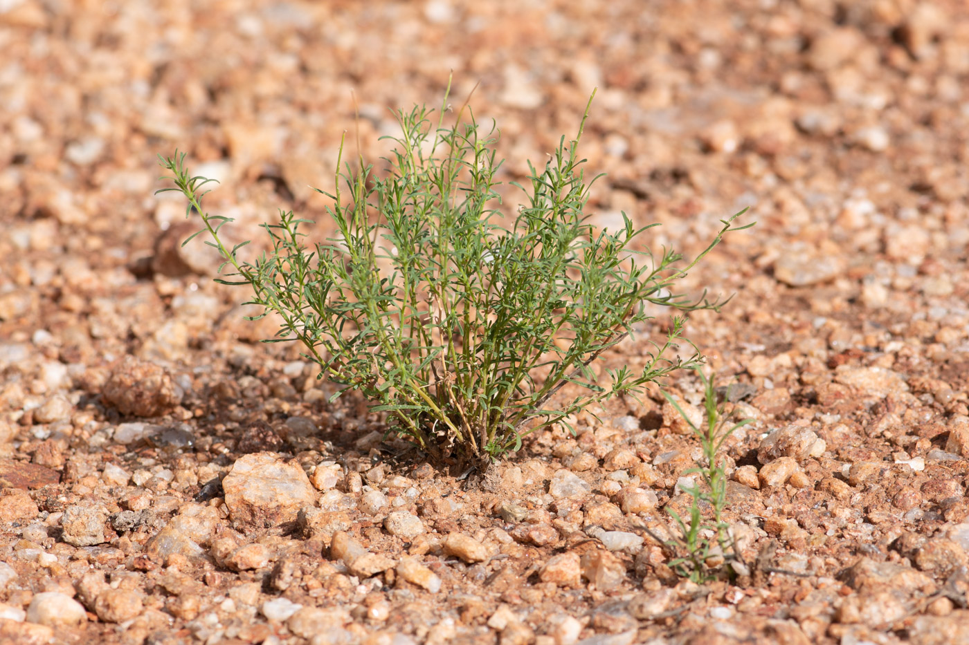 Image of Nolletia tenuifolia specimen.