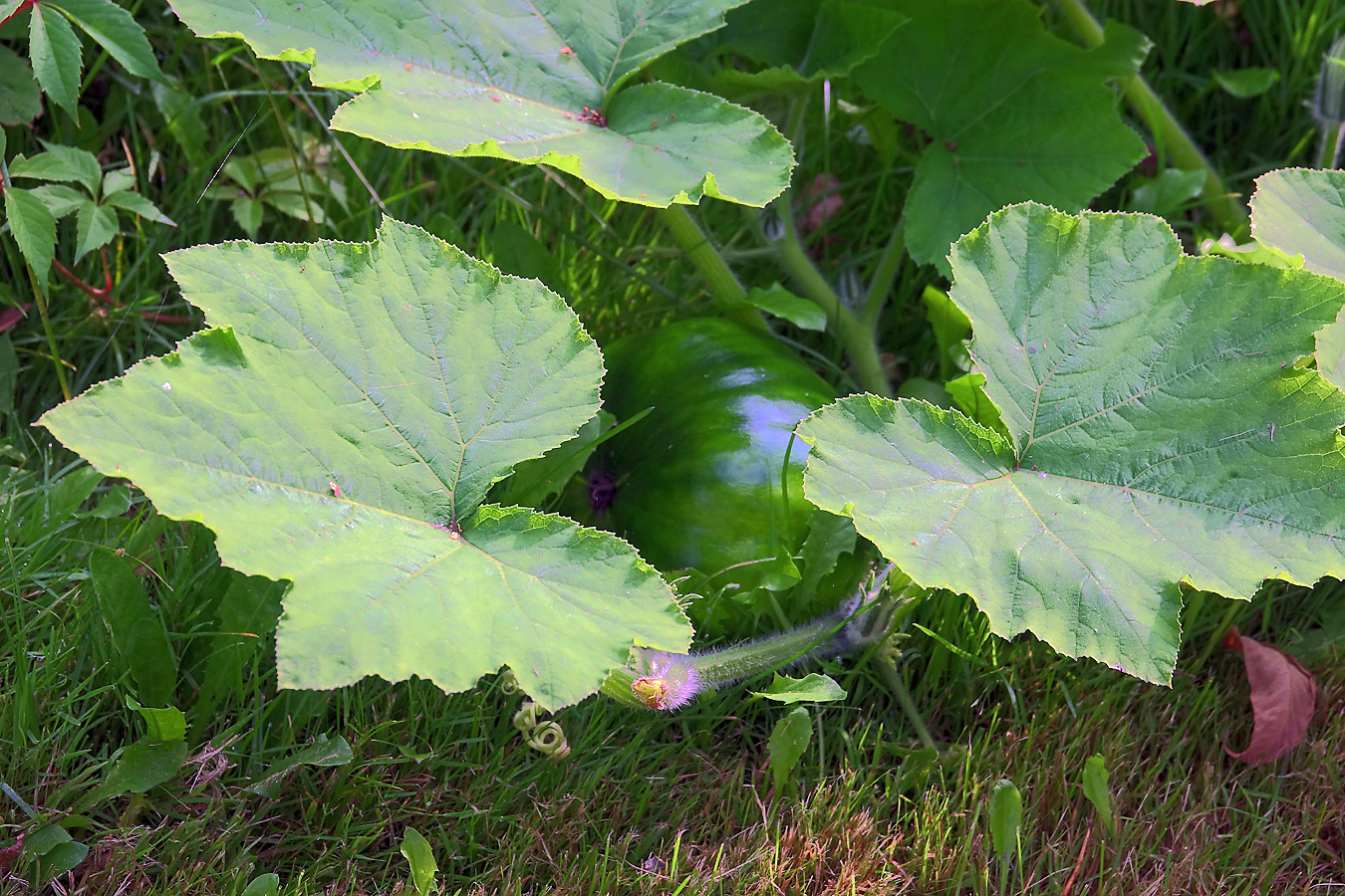 Image of Cucurbita pepo specimen.