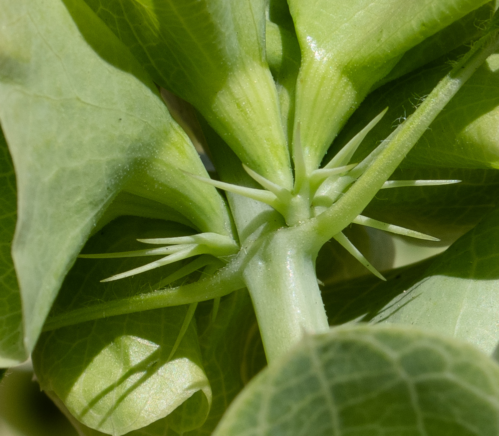 Image of Moluccella laevis specimen.