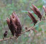 Veratrum lobelianum. Вскрывающиеся плоды-трёхлистовки. Окрестности Архангельска, лес. 8 сентября 2010 г.