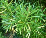 Podocarpus dispermus