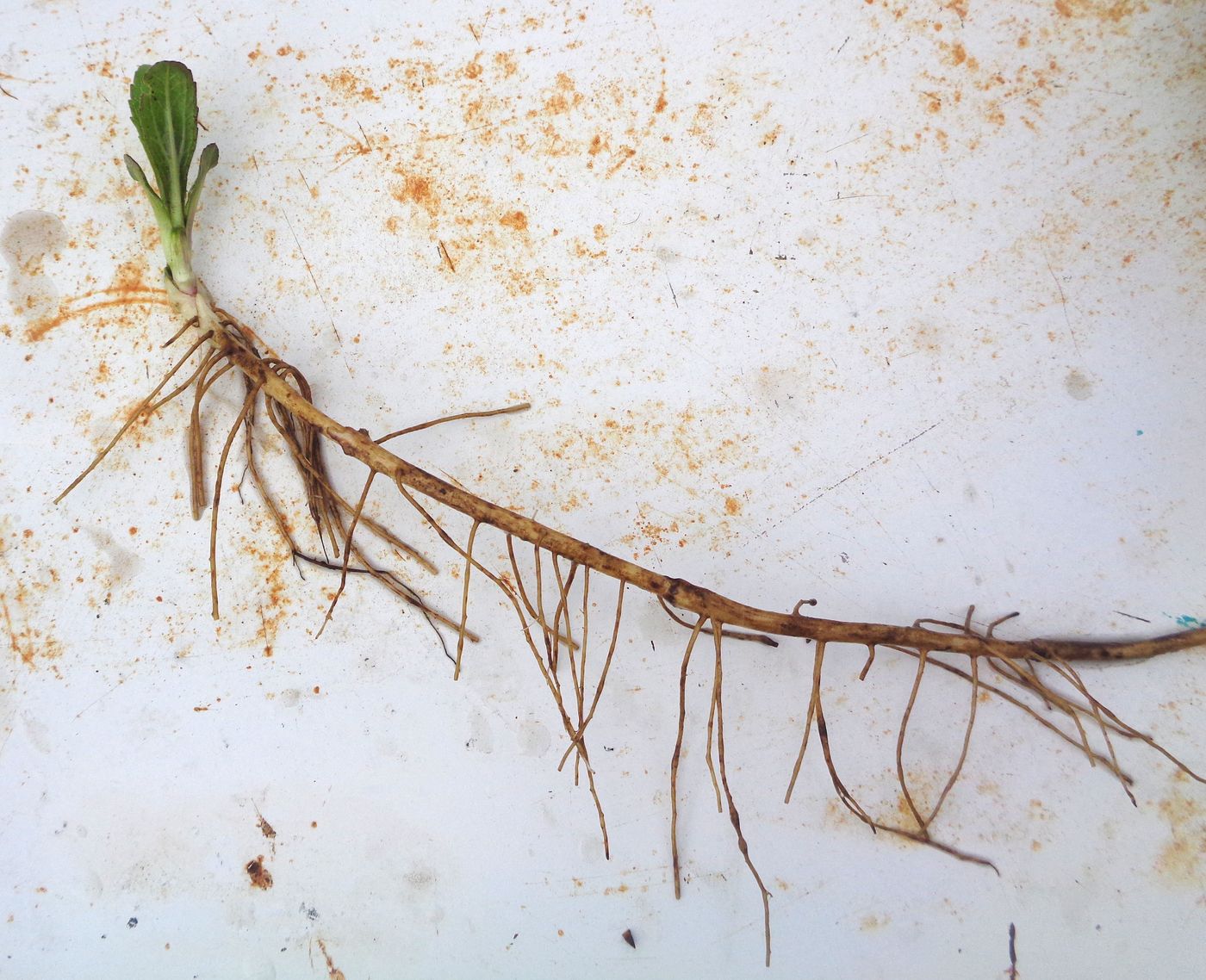 Image of genus Helianthus specimen.