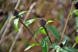 Centaurea phrygia. Верхушки побегов с развивающимия соцветиями. Московская обл., окр. г. Железнодорожный, долина р. Чёрная, залежь. 11.10.2020.