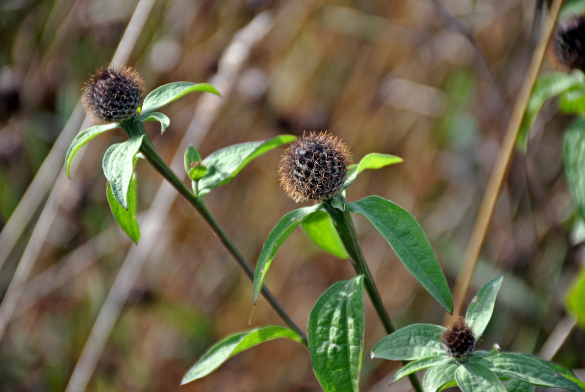 Image of Centaurea phrygia specimen.