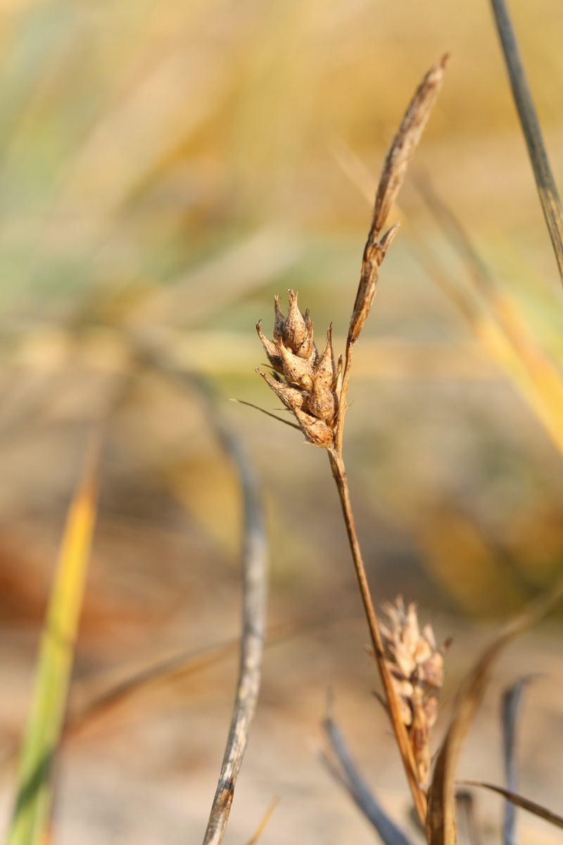 Image of Carex hirta specimen.