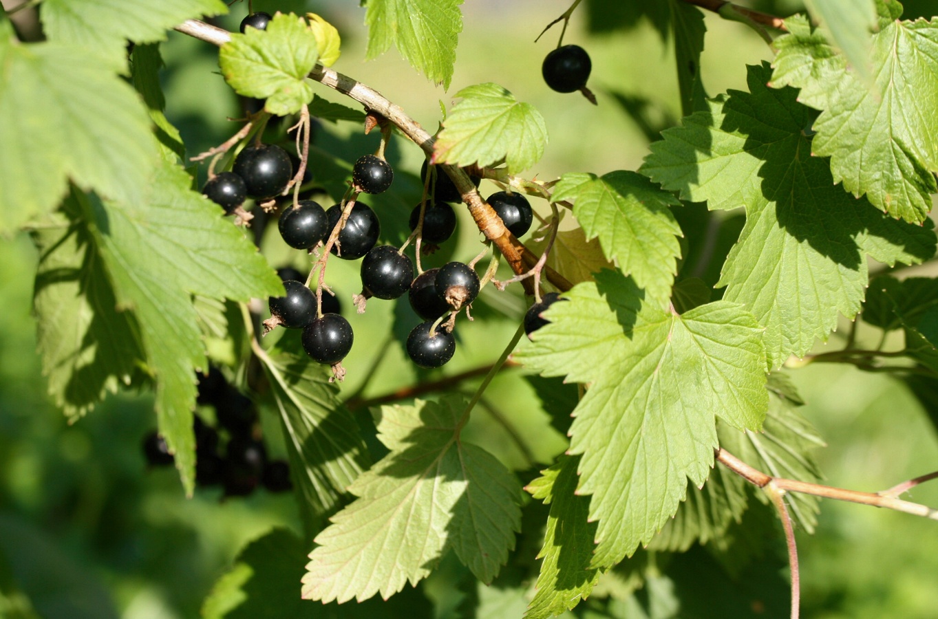 Image of Ribes nigrum specimen.