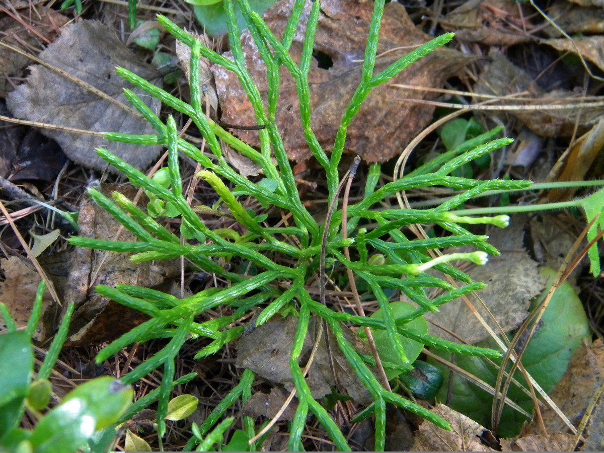 Image of Diphasiastrum complanatum specimen.