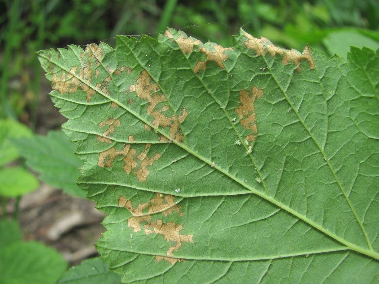 Изображение особи Rubus caesius.