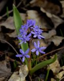 Scilla bifolia