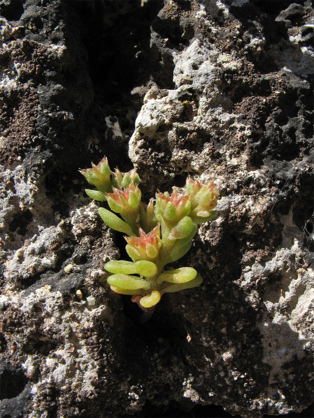 Image of Sedum litoreum specimen.