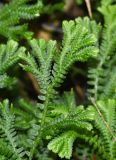 genus Selaginella. Верхушка ветки вегетирующего растения. Перу, регион Куско, провинция Урубамба, обочина дороги к археологическому комплексу, нижняя часть скального склона юго-восточной экспозиции. 19.10.2019.