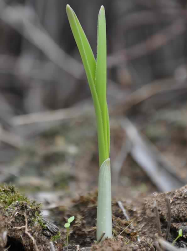 Image of Allium ampeloprasum specimen.