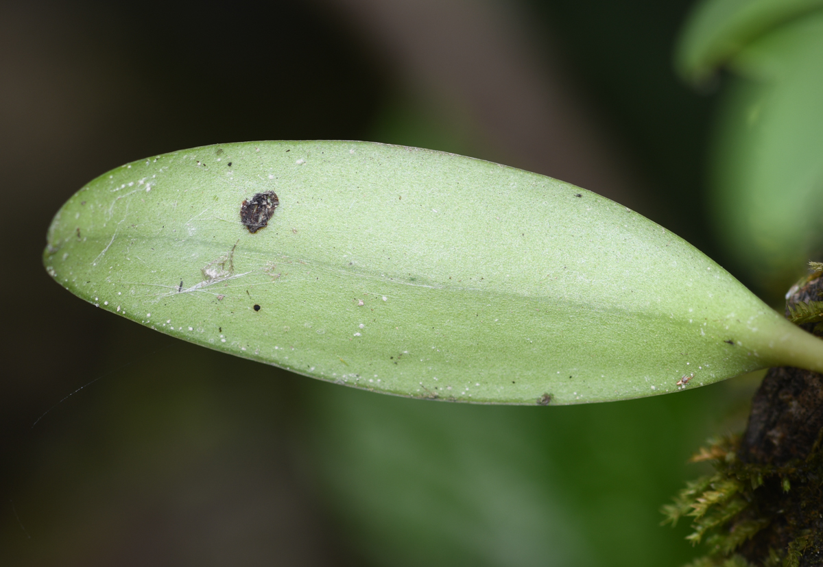 Image of genus Stelis specimen.