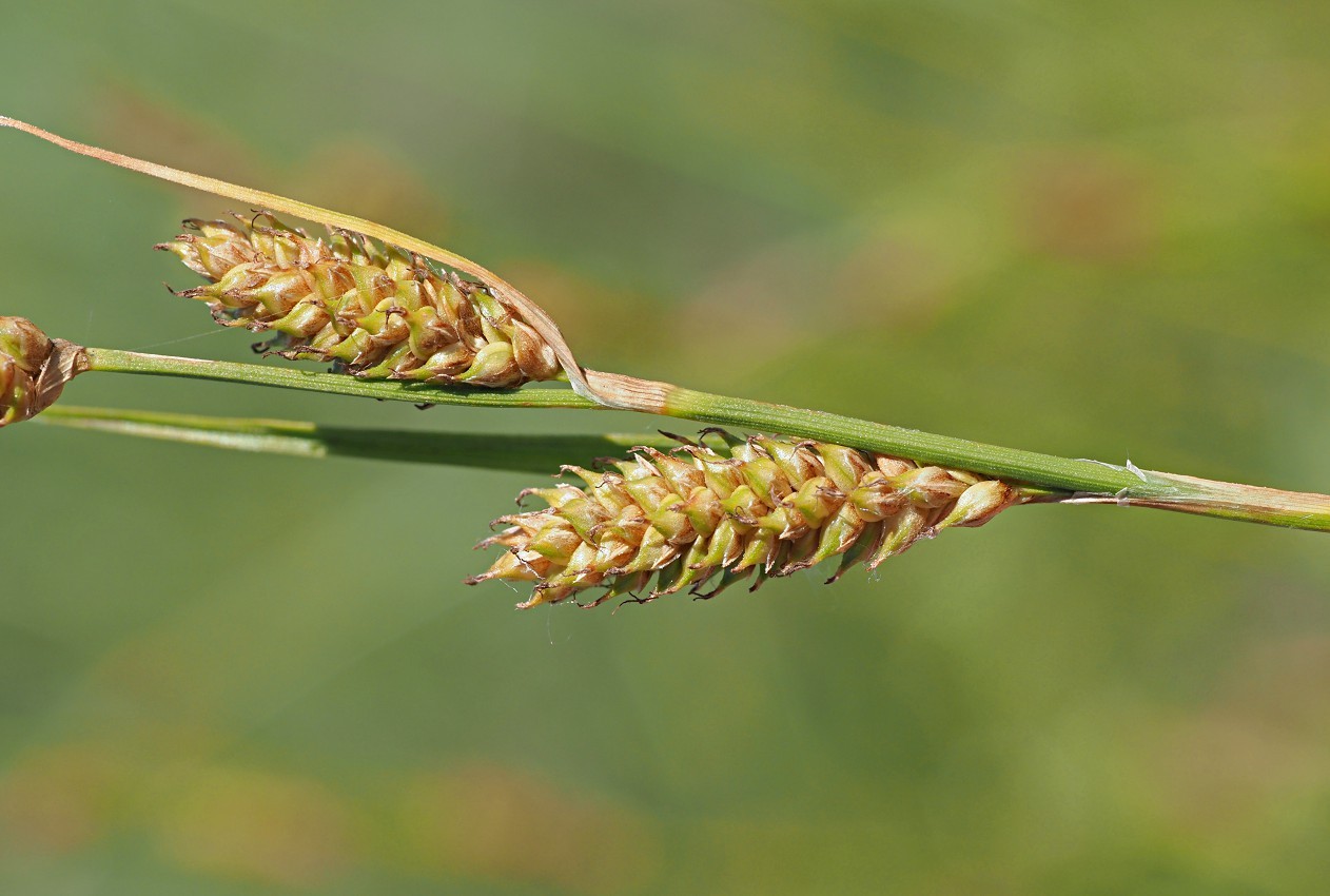 Image of Carex diluta specimen.